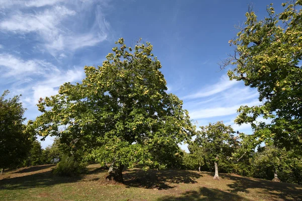 Schöner Kastanienwald Den Toskanischen Bergen Mit Blauem Himmel Kurz Vor — Stockfoto