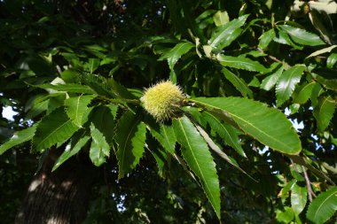 Toskana 'da bir ormanda kestane dalında kestane kıvırcık. İtalya.