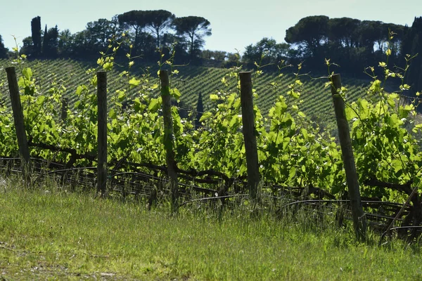 Fileiras Videiras Verdes Jovens Região Chianti Perto Greve Chianti Toscana — Fotografia de Stock