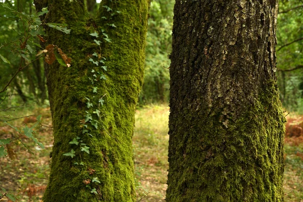 Tronc Chêne Dans Une Forêt — Photo