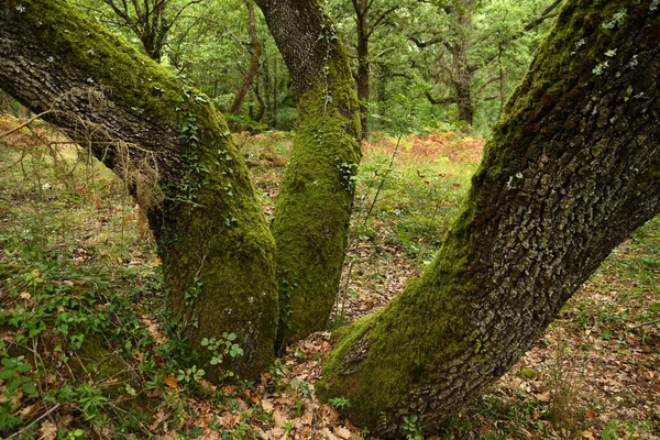 Bosque Robles Temporada Otoño — Foto de Stock