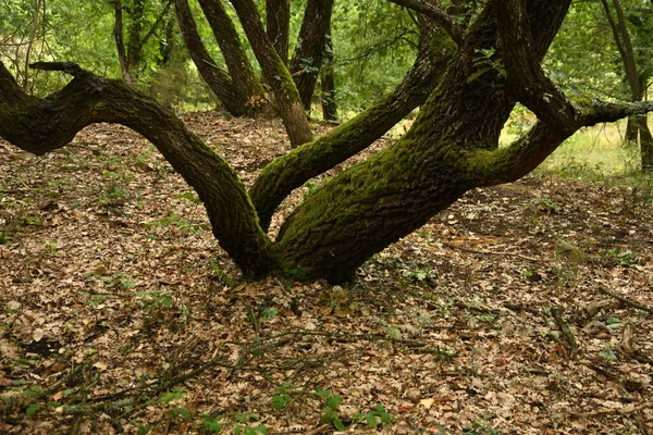 Bosque Robles Temporada Otoño — Foto de Stock