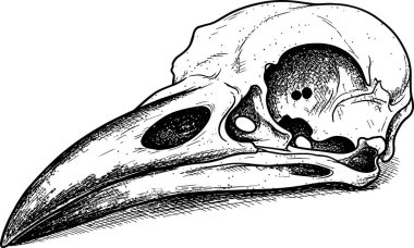 Tek renkli kuş kafatası, karmaşık siyah mürekkep detayları ve ince gölgeleme ile çizilmiş ürkütücü ve sanatsal bir atmosfer yaratarak, gotik ve resimsel tasarım elementleri için idealdir..
