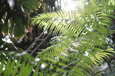 Güzel yeşil palmiye ağaçları ve palmiye yaprakları