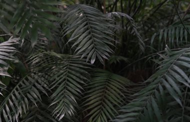 Güzel yeşil palmiye ağaçları ve palmiye yaprakları