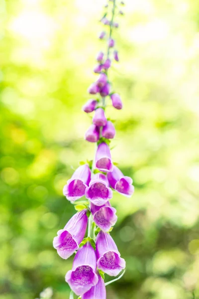 Mor ortak yüksükotu Digitalis purpurea arka plan bulanık ile