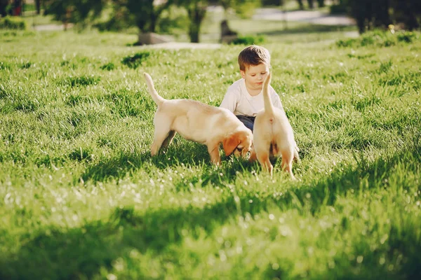 Мальчик с собаками — стоковое фото