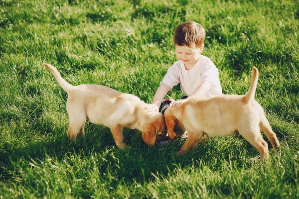 Garçon avec des chiens — Photo