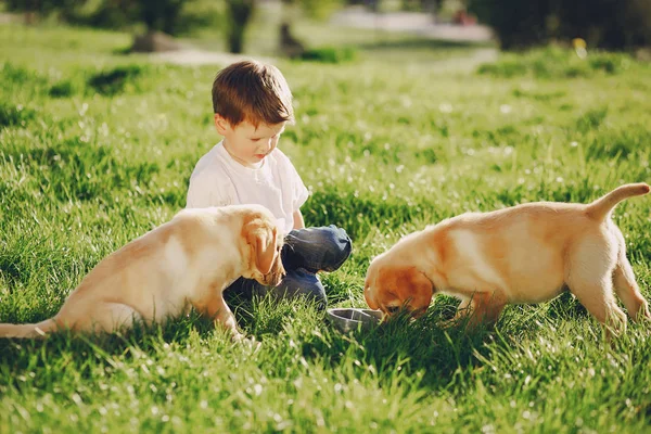 Menino com cães — Fotografia de Stock