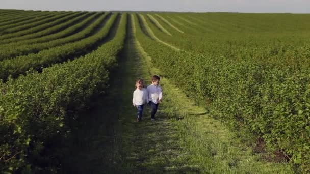 Niños pequeños en un campo — Vídeos de Stock