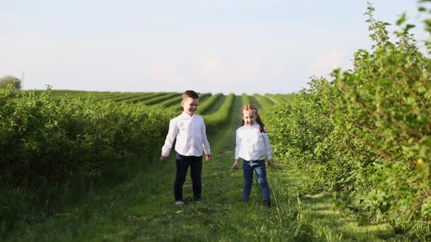 Jonge kinderen in een veld — Stockvideo