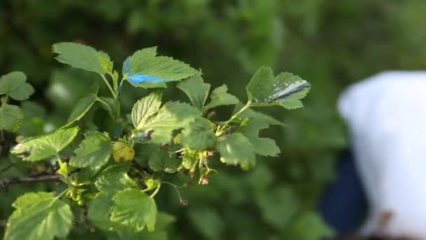 Jonge kinderen in een veld — Stockvideo