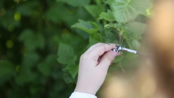 Jonge kinderen in een veld — Stockvideo