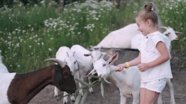 Çocuk çiftlikte küçük beyaz bir keçiyi besliyor.