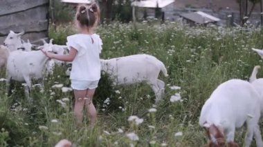 Çocuk çiftlikte küçük beyaz bir keçiyi besliyor.