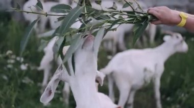 Çocuk çiftlikte küçük beyaz bir keçiyi besliyor.