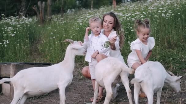 Glückliche junge Familie verbringt Zeit mit Ziegen draußen in der grünen Natur — Stockvideo