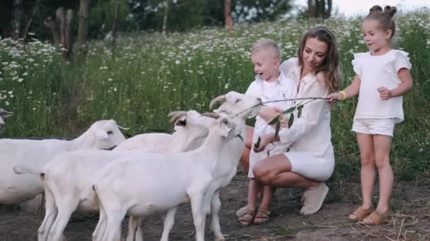 Gelukkig jong familie tijd doorbrengen samen buiten in groene natuur met geiten — Stockvideo