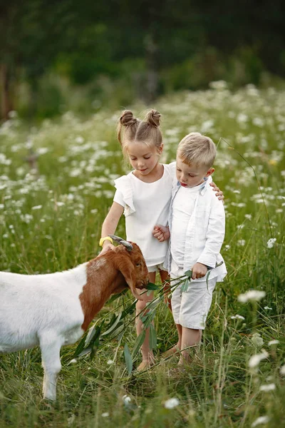 Due bambini danno da mangiare alla capra nel villaggio. — Foto Stock