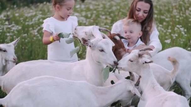 Feliz jovem família passar tempo juntos fora em verde natureza com cabras — Vídeo de Stock