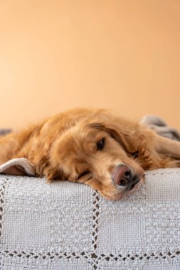 Tembel gün tembelliği, Golden Retriever 'ın yatakta dinlenmesi. Golden Retriever beyaz çarşaflarla bir yatağın kenarına uzanmış, boş bir anın tadını çıkarır. Yumuşak şeftali tüylü duvarlar rahat bir zemin oluşturur
