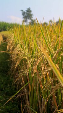 Endonezya, Kediri 'deki pirinç tarlalarının parlak manzarası, pirinç tarlalarının genişliği sarardı ve hasat edilmeye hazır hale geldi..