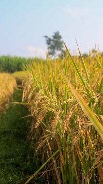 Endonezya, Kediri 'deki pirinç tarlalarının parlak manzarası, pirinç tarlalarının genişliği sarardı ve hasat edilmeye hazır hale geldi..