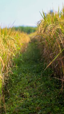 Endonezya, Kediri 'deki pirinç tarlalarının parlak manzarası, pirinç tarlalarının genişliği sarardı ve hasat edilmeye hazır hale geldi..