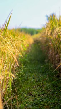 Endonezya, Kediri 'deki pirinç tarlalarının parlak manzarası, pirinç tarlalarının genişliği sarardı ve hasat edilmeye hazır hale geldi..