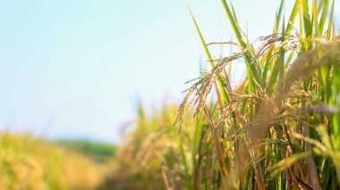 Endonezya, Kediri 'deki pirinç tarlalarının parlak manzarası, pirinç tarlalarının genişliği sarardı ve hasat edilmeye hazır hale geldi..