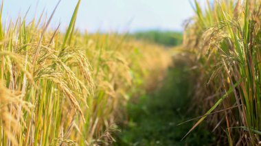 Endonezya, Kediri 'deki pirinç tarlalarının parlak manzarası, pirinç tarlalarının genişliği sarardı ve hasat edilmeye hazır hale geldi..