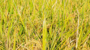 Endonezya, Kediri 'deki pirinç tarlalarının parlak manzarası, pirinç tarlalarının genişliği sarardı ve hasat edilmeye hazır hale geldi..