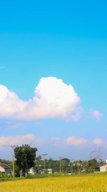 Endonezya, Kediri 'deki pirinç tarlalarının parlak manzarası, pirinç tarlalarının genişliği sarardı ve hasat edilmeye hazır hale geldi..