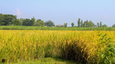 Endonezya, Kediri 'deki pirinç tarlalarının parlak manzarası, pirinç tarlalarının genişliği sarardı ve hasat edilmeye hazır hale geldi..