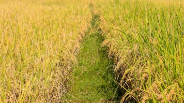 Endonezya, Kediri 'deki pirinç tarlalarının parlak manzarası, pirinç tarlalarının genişliği sarardı ve hasat edilmeye hazır hale geldi..