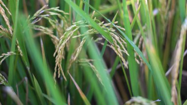 Endonezya, Kediri 'deki pirinç tarlalarının parlak manzarası, pirinç tarlalarının genişliği sarardı ve hasat edilmeye hazır hale geldi..