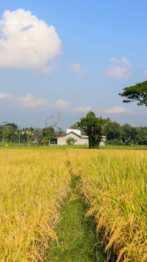 Endonezya, Kediri 'deki pirinç tarlalarının parlak manzarası, pirinç tarlalarının genişliği sarardı ve hasat edilmeye hazır hale geldi..