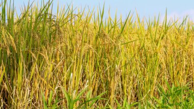 Endonezya, Kediri 'deki pirinç tarlalarının parlak manzarası, pirinç tarlalarının genişliği sarardı ve hasat edilmeye hazır hale geldi..