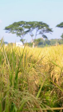 Endonezya, Kediri 'deki pirinç tarlalarının parlak manzarası, pirinç tarlalarının genişliği sarardı ve hasat edilmeye hazır hale geldi..