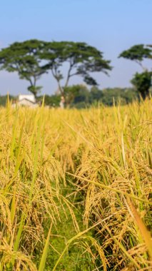 Endonezya, Kediri 'deki pirinç tarlalarının parlak manzarası, pirinç tarlalarının genişliği sarardı ve hasat edilmeye hazır hale geldi..