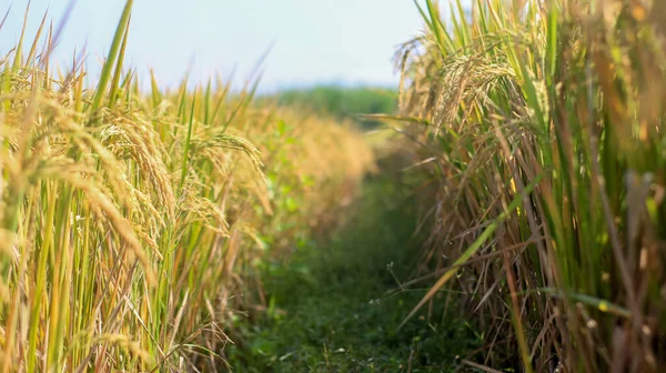 Endonezya, Kediri 'deki pirinç tarlalarının parlak manzarası, pirinç tarlalarının genişliği sarardı ve hasat edilmeye hazır hale geldi..