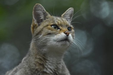 Avrupa vahşi kedisine yakın çekim