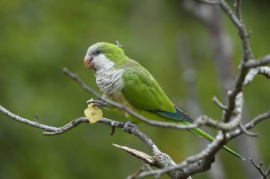 Keşiş muhabbet kuşu doğadaki yaşam alanında bir dal üzerinde. yüksek kaliteli fotoğraf