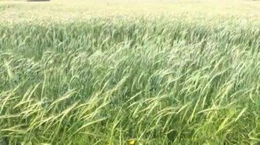 Altın hububat alan pan. Ön ve arka planda soğuk mavi tonları sıcak turuncu renk. Rüzgar esiyor.