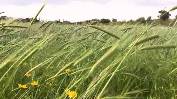 Pan Pole Złote Zbóż Pomarańcza Kolory Przodu Zimnych Odcieniach Błękitu — Wideo stockowe