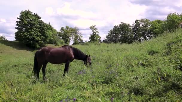Le cheval brun broute sur la pelouse. L'animal de la ferme mange de l'herbe dans le champ .
