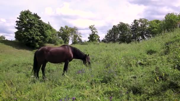 Caballo marrón roza en el césped. El animal de granja come hierba en el campo . — Vídeo de stock