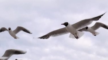 Martılar büyük bir sürü mavi gökyüzüne karşı havada uçuşu.