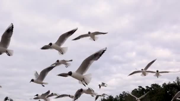A large flock of seagulls hovers in the air against the blue sky. — Stock Video