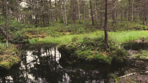 Imágenes de alta definición del pantano en el bosque . — Vídeos de Stock